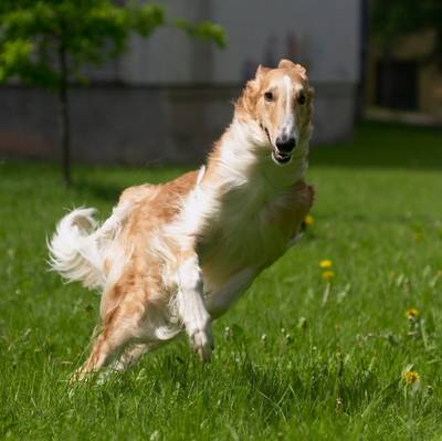 Borzoi_istock_.jpg