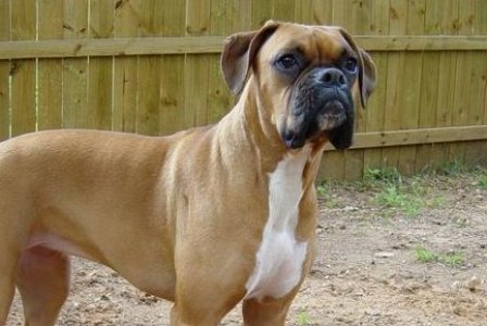 218620_pes-boxer-nemecky-boxer-crop.jpg