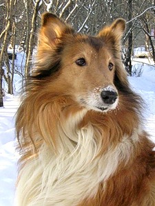 kolli-2.jpg