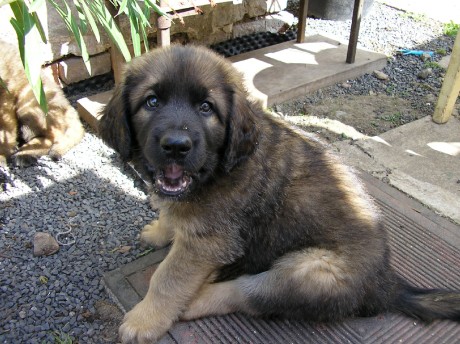 84947-leonberger-stenata_1.jpg