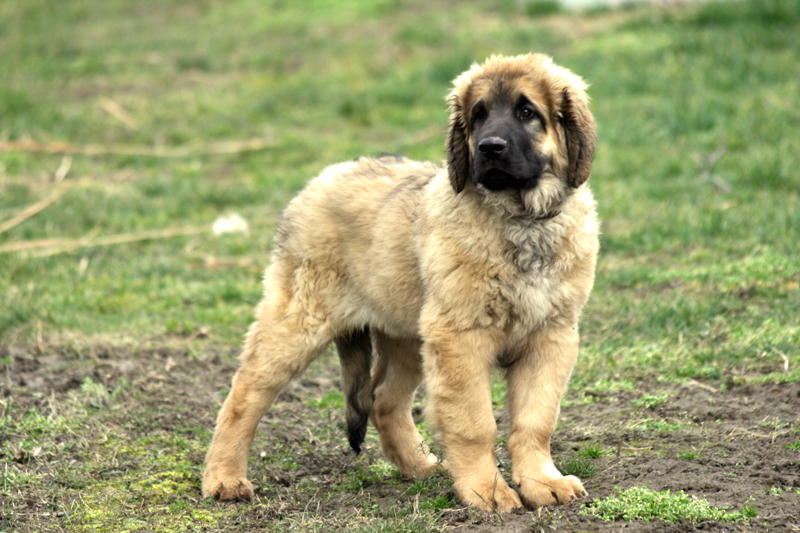 Leon 3 months.jpg