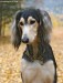 Saluki-watermarked-1225097640.jpg