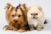 dog-picture-photo-yorkshire-terrier-pomeranian-puppies.jpg