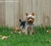 Yorkshire Terrier-8 months-Brown-1187049399.jpg