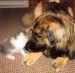 leonberger3.jpg