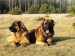 Leonberger dog.jpg